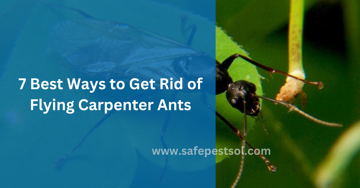 7 Best Ways to Get Rid of Flying Carpenter Ants