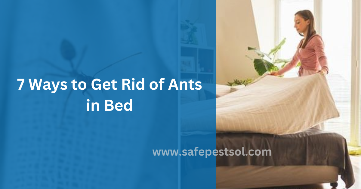 7 Ways to Get Rid of Ants in Bed