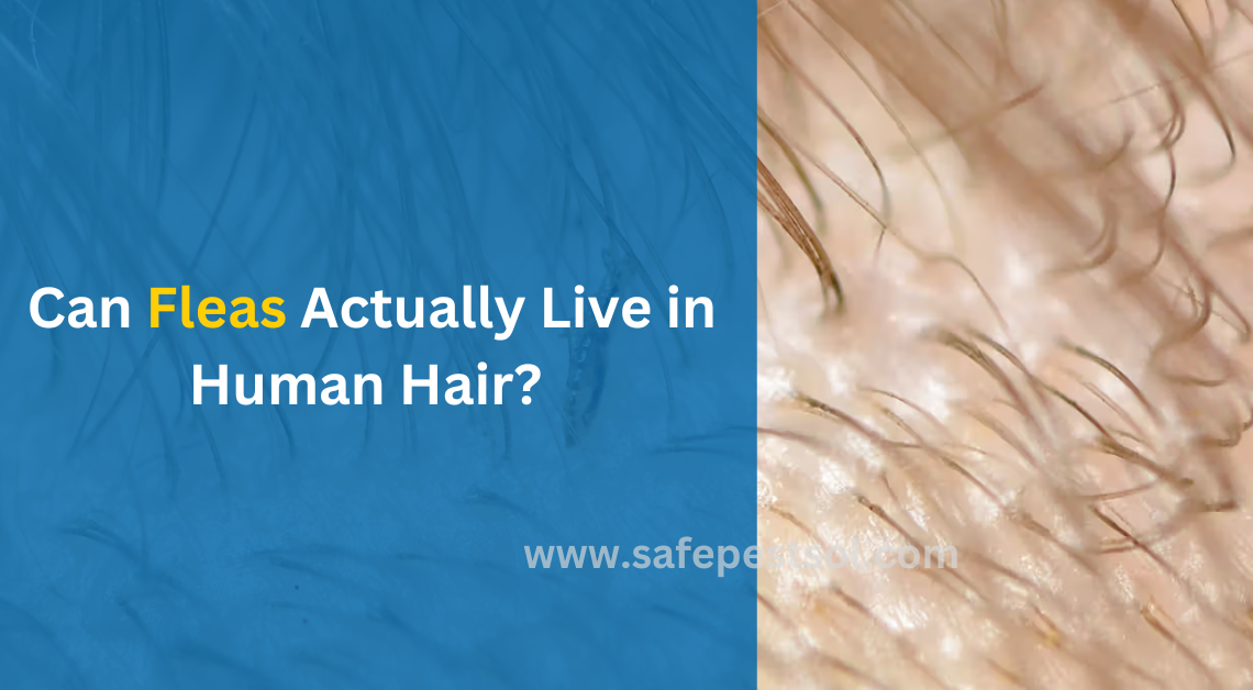 Can Fleas Actually Live in Human Hair