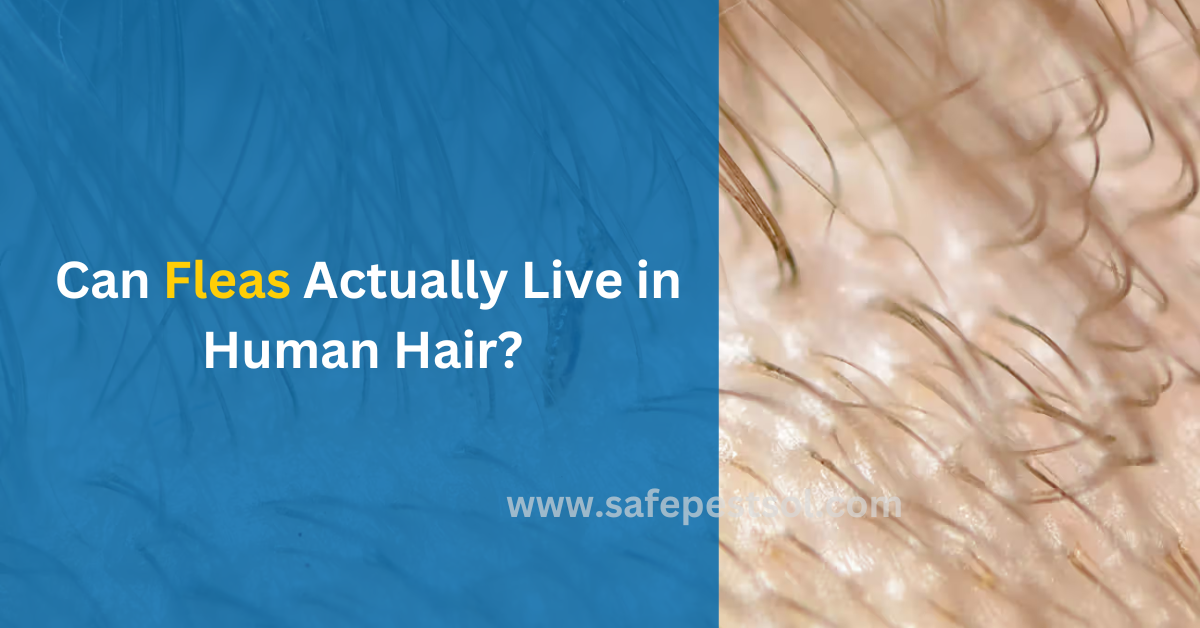 Can Fleas Actually Live in Human Hair