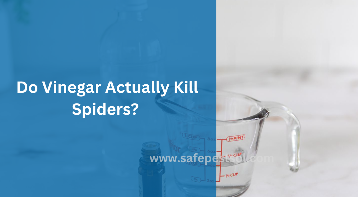 Do Vinegar Actually Kill Spiders