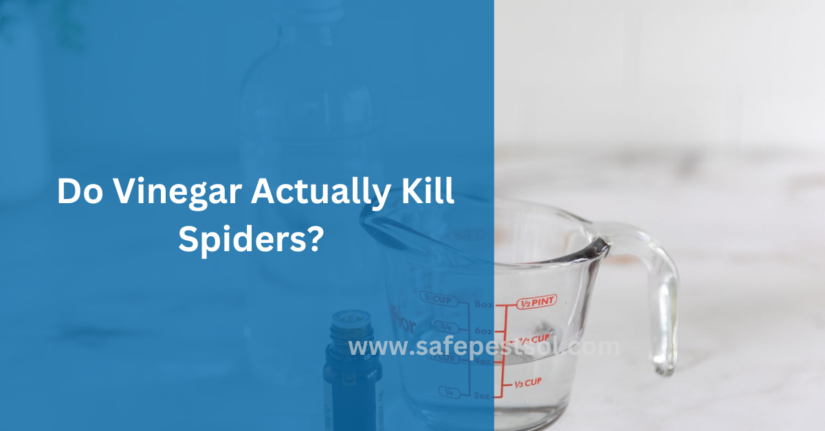 Do Vinegar Actually Kill Spiders