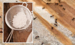 Does Baking Soda Take to Kill Ants