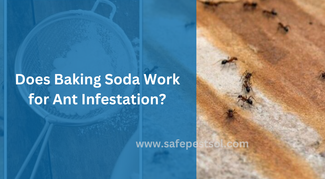 Does Baking Soda Work for Ant Infestation