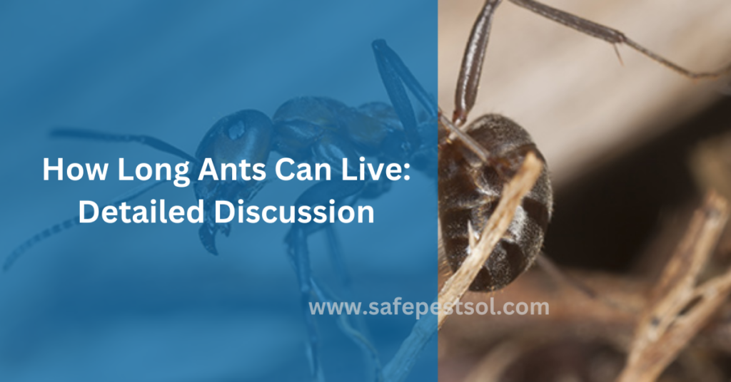 Sitemapcdatahttpsaktuelinfbizidhow Long Can Ants Livenull