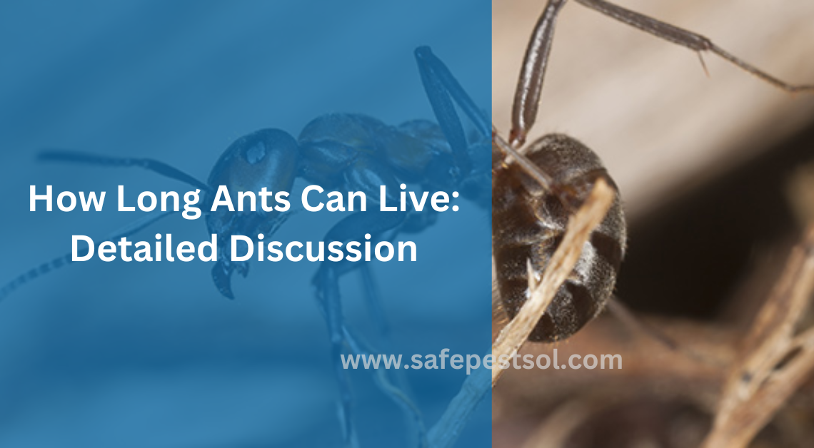 How Long Ants Can Live