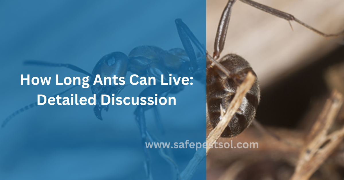 How Long Ants Can Live