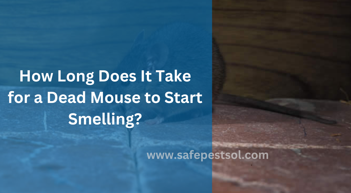 How Long Does It Take for a Dead Mouse to Start Smelling