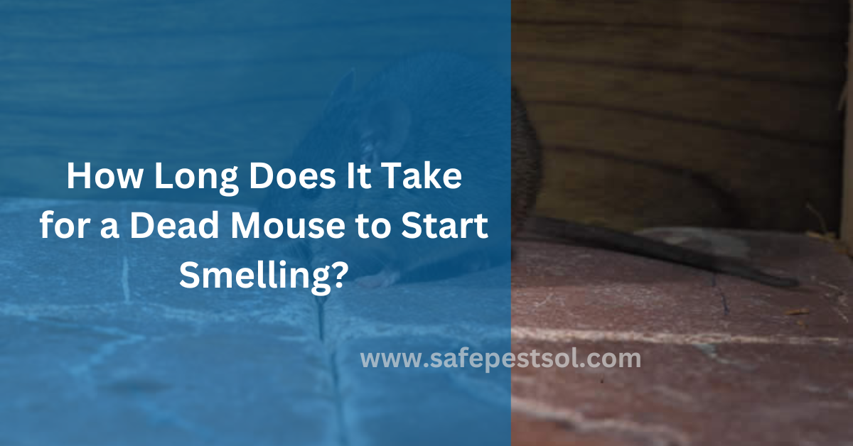 How Long Does It Take for a Dead Mouse to Start Smelling