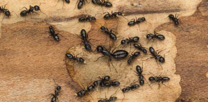 How to Deal With Black Ants