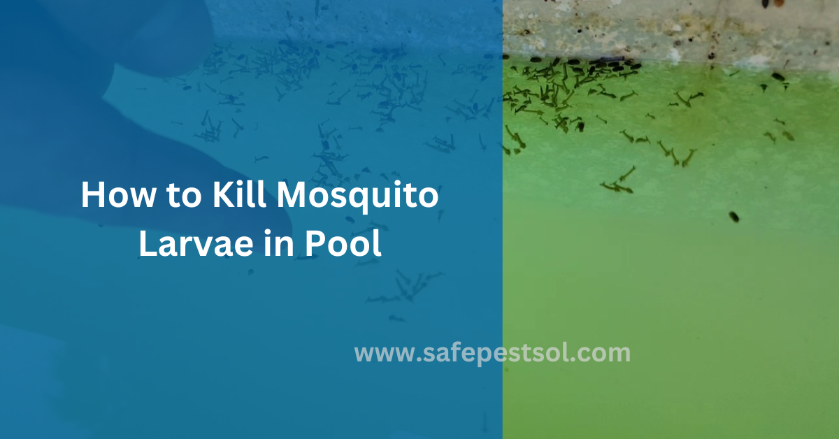 How to Kill Mosquito Larvae in Pool