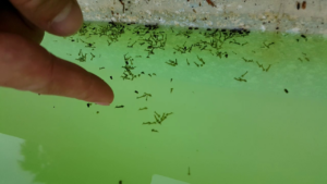 How to Kill Mosquito Larvae in Pool