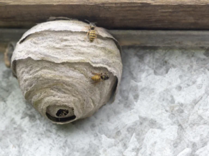 How to Remove a Wasp Nest