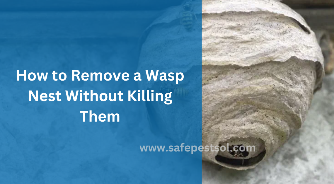 How to Remove a Wasp Nest Without Killing Them