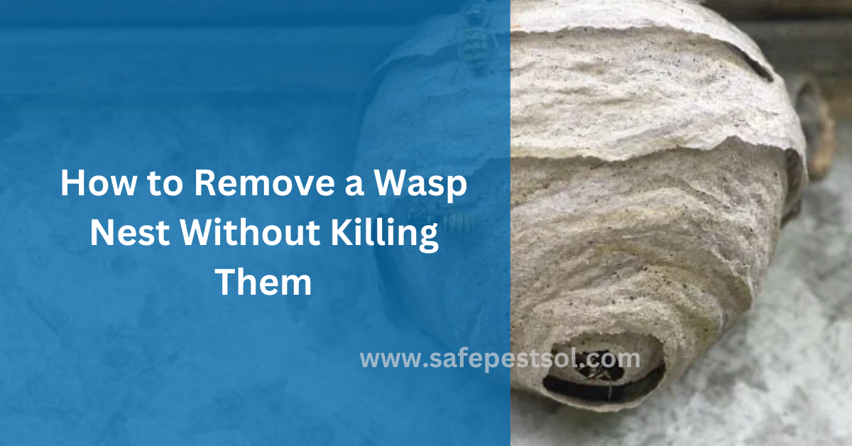 How to Remove a Wasp Nest Without Killing Them