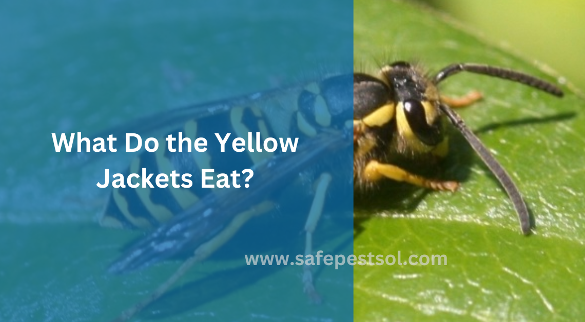 What Do the Yellow Jackets Eat