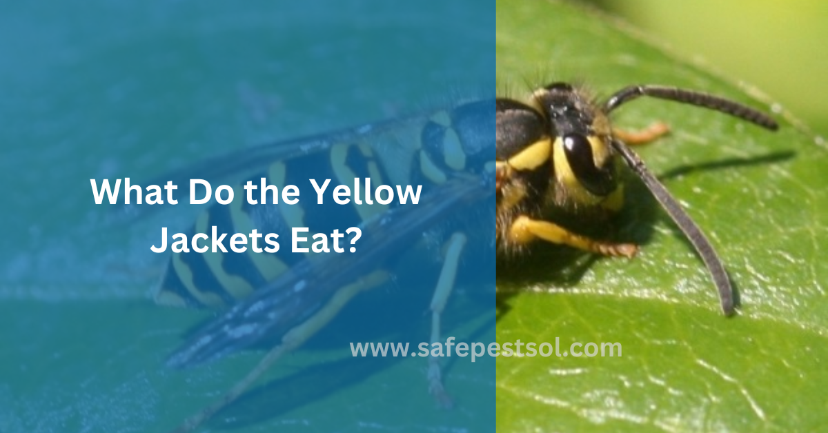 What Do the Yellow Jackets Eat