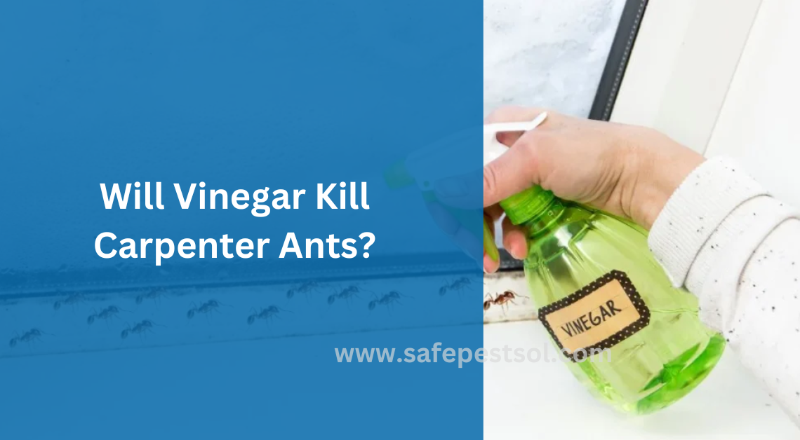 Will Vinegar Kill Carpenter Ants