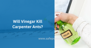 Will Vinegar Kill Carpenter Ants? - Safe Pest Sol