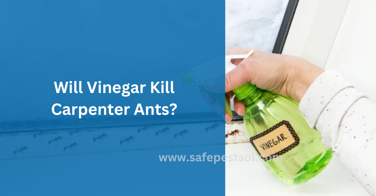 Will Vinegar Kill Carpenter Ants