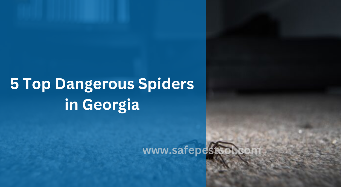 5 Top Dangerous Spiders in Georgia