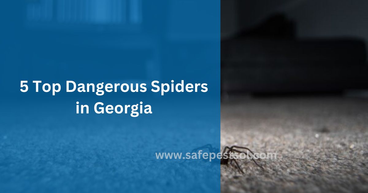 5 Top Dangerous Spiders in Georgia