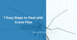 7 Easy Steps to Deal with Crane Flies