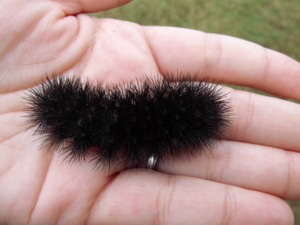 Are Black Spiky Caterpillars Poisonous