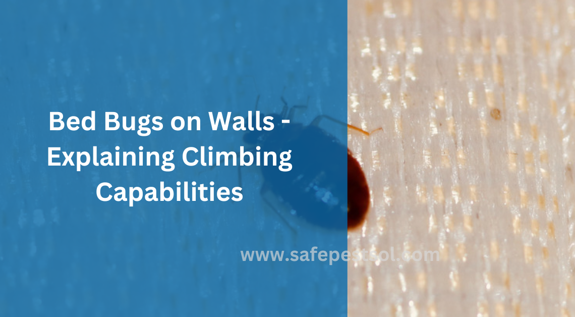 Bed Bugs on Walls - Explaining Climbing Capabilities