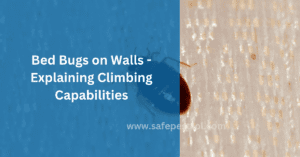 Bed Bugs on Walls - Explaining Climbing Capabilities