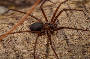 Brown Recluse