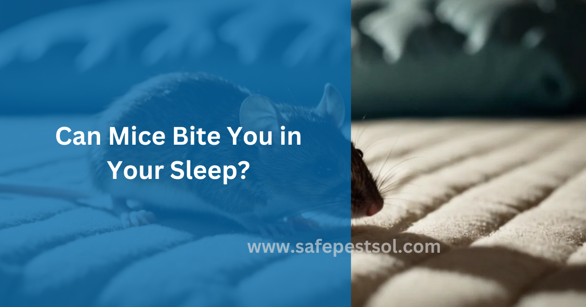 Can Mice Bite You in Your Sleep