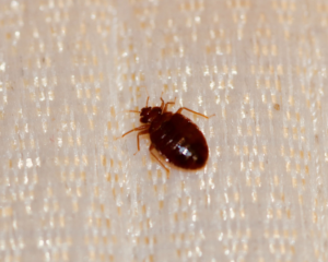 Do Bed Bugs Crawl on Walls