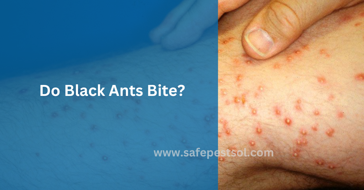 Do Black Ants Bite