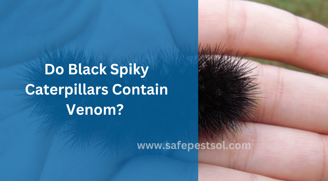 Do Black Spiky Caterpillars Contain Venom