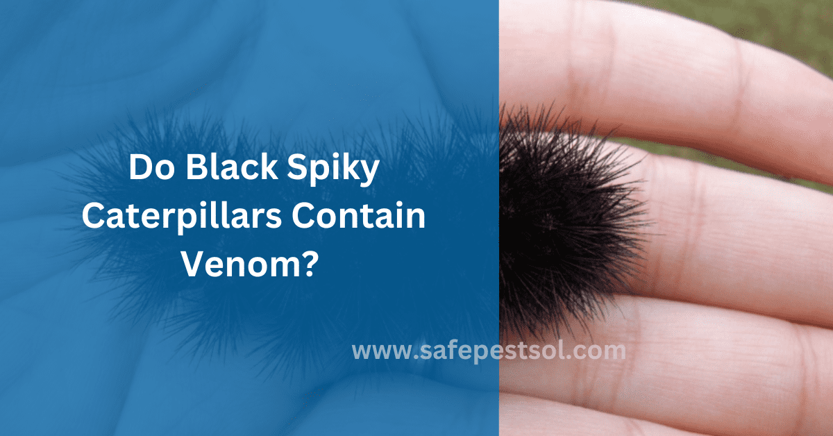 Do Black Spiky Caterpillars Contain Venom