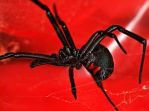 Do Black Widows Live