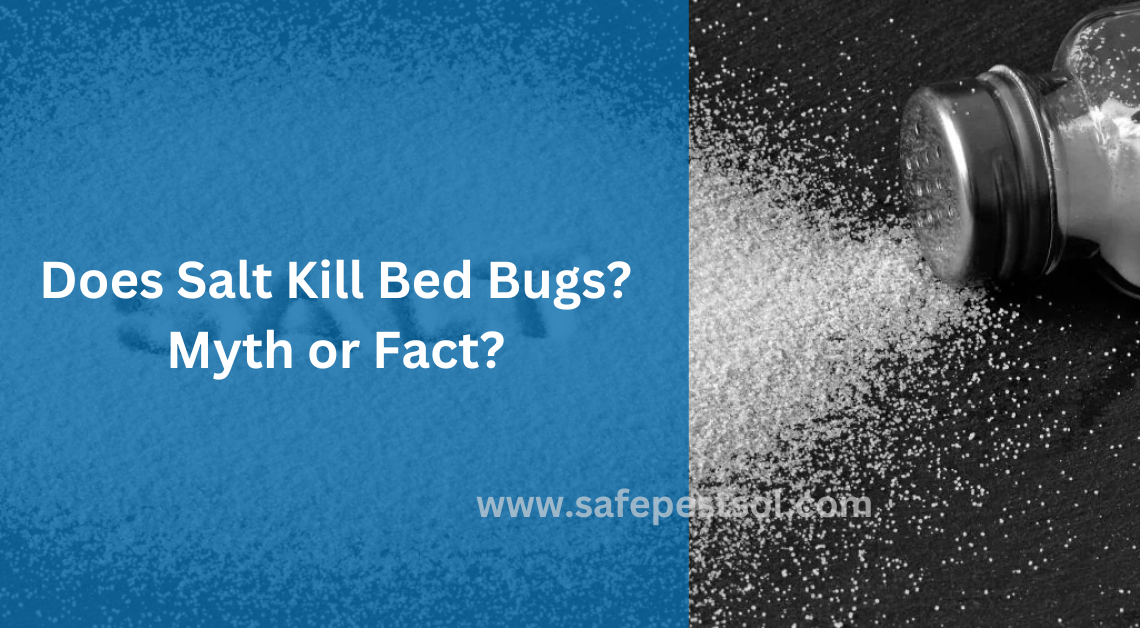 Does Salt Kill Bed Bugs Myth or Fact