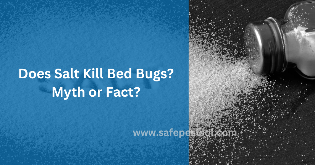 Does Salt Kill Bed Bugs Myth or Fact