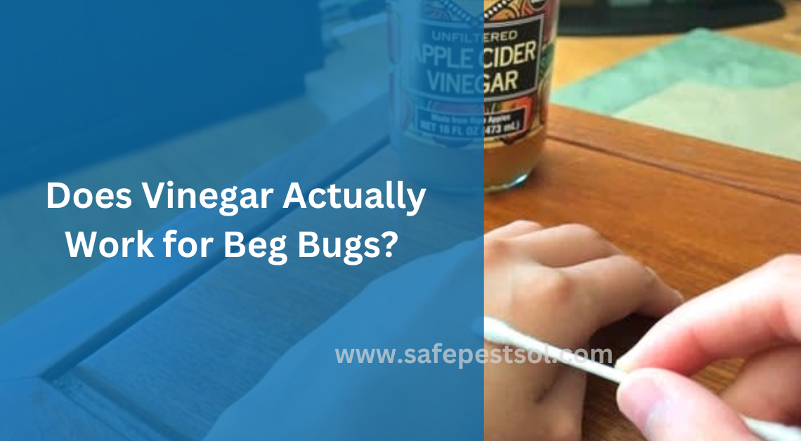 Does Vinegar Actually Work for Beg Bugs