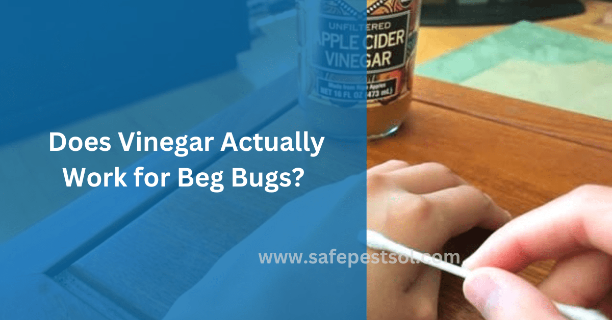 Does Vinegar Actually Work for Beg Bugs