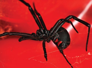 False Black Widow