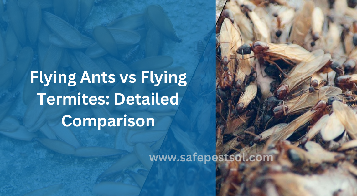 Flying Ants vs. Flying Termites