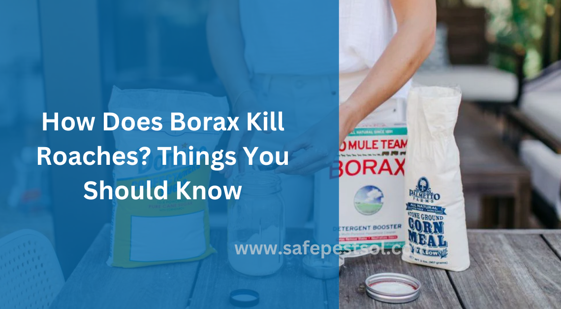 How Does Borax Kill Roaches Things You Should Know