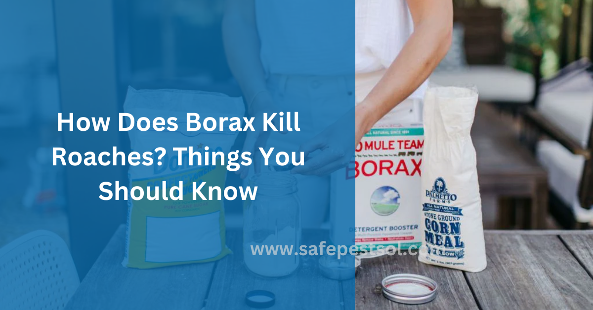 How Does Borax Kill Roaches Things You Should Know