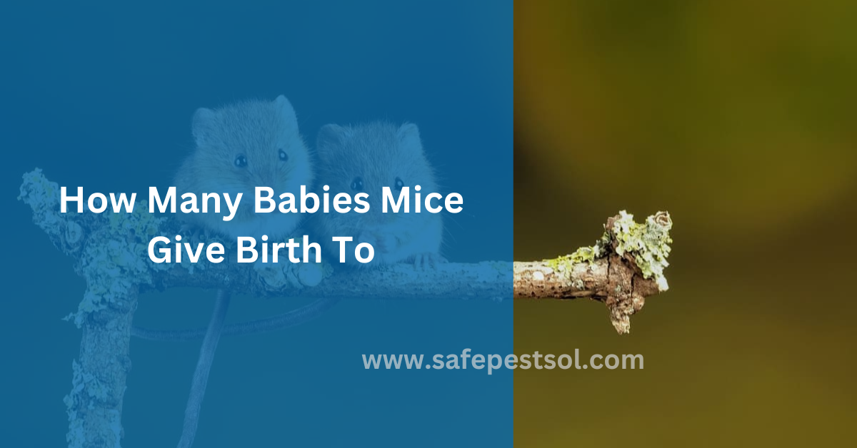 How Many Babies Mice Give Birth To