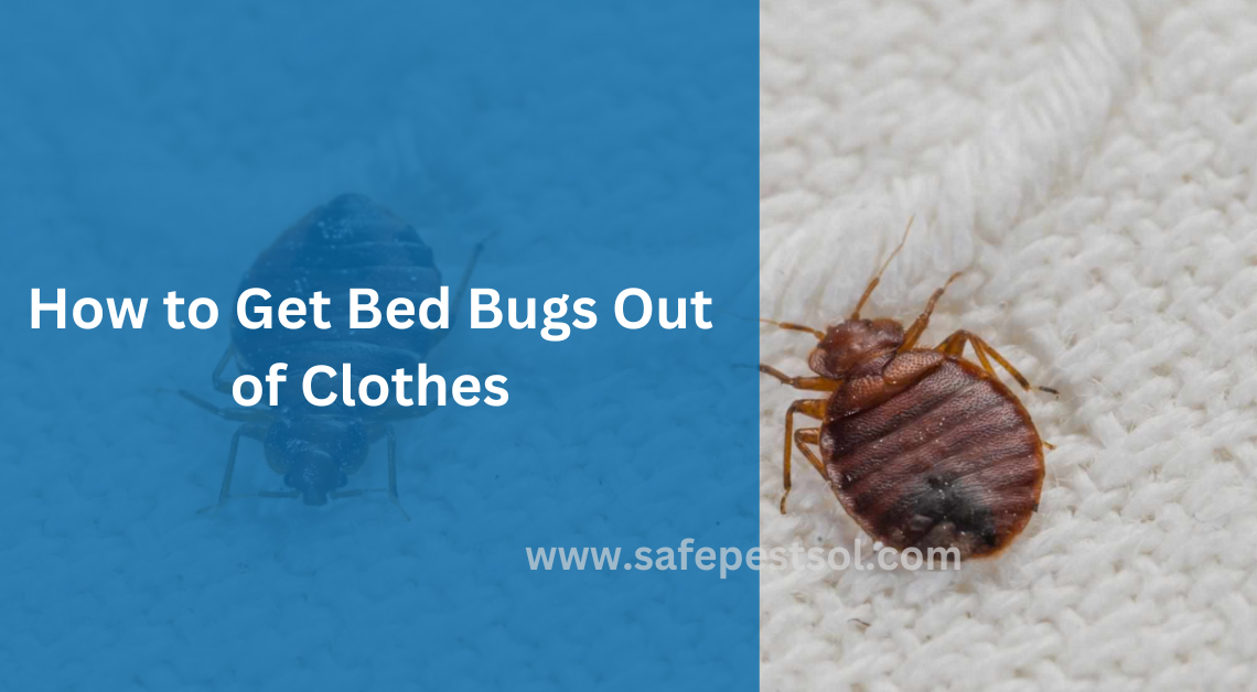 How to Get Bed Bugs Out of Clothes