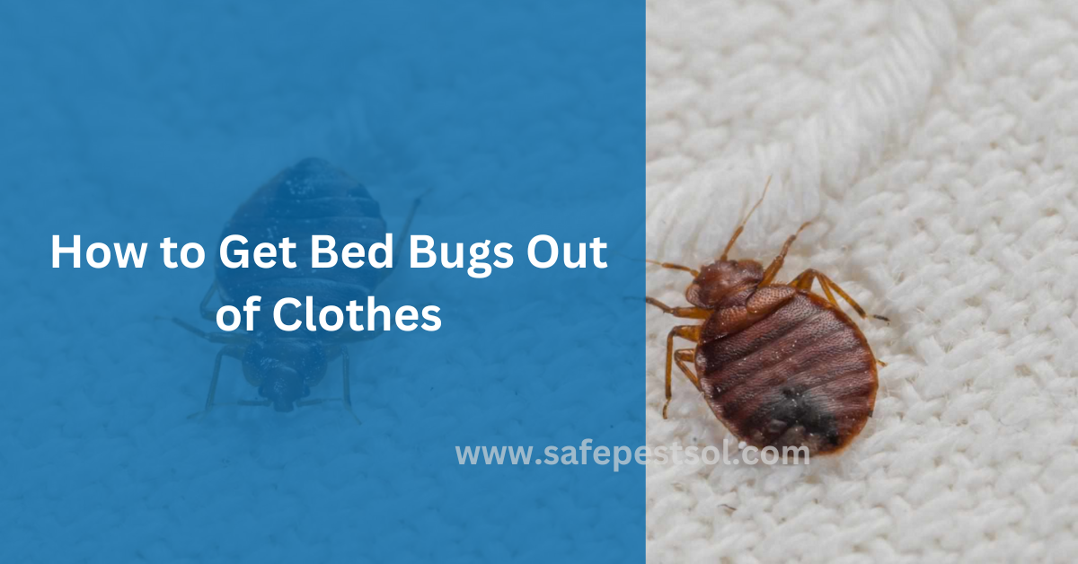 How to Get Bed Bugs Out of Clothes