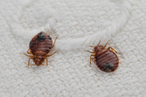 How to Get Bed Bugs Out of Clothes