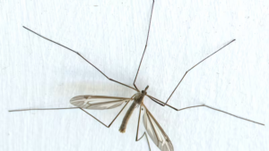 How to Get Rid of Crane Flies Naturally